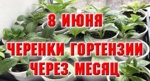 8 июня. Черенки гортензий через месяц.mp4