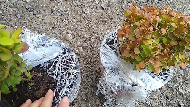 Барбарисы Тунберга для новой клумбы.