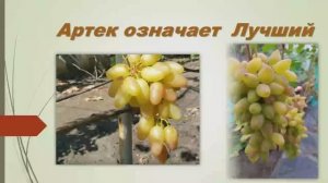 Артек виноград.Артек означает-лучший..