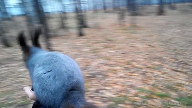 БЕЛКАВОРОТ белки в природе / Squirrel carousel