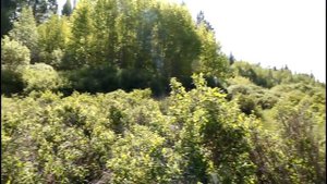 Таежное озеро. июнь 2016