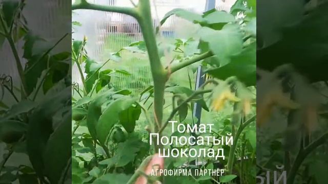 Томат "Полосатый шоколад". Агрофирма "Партнёр".