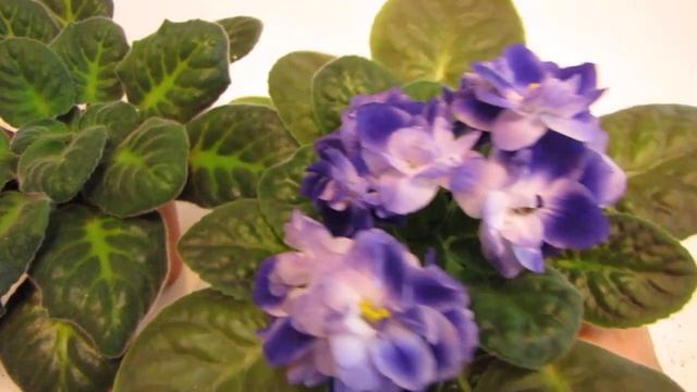 Фиалки. Как пережить лето. Уход за фиалками летом. Юлия Датта