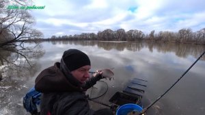 EDim на рыбалке! #57     09.04.2021г на НМР с фидером в районе Бронниц.