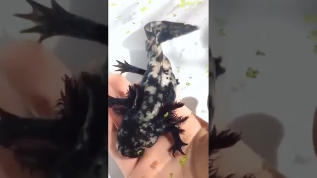 Где можно купить такого аксолотля? #аксолотль #axolotl #чудоприроды смотреть онлайн