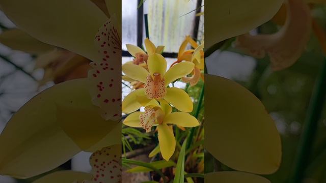 Цветение орхидей. Россия, Москва / The flowering of orchids. Russia, Moscow смотреть онлайн