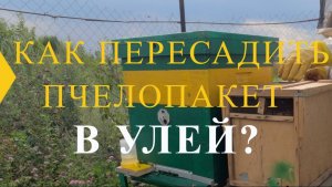 Пересадка Пчелопакета В Улей! How to Transfer a Bee Package to a Hive! 🐝🐝🐝🍯🐝🌻☀️🐝⋆˚🐝˖°