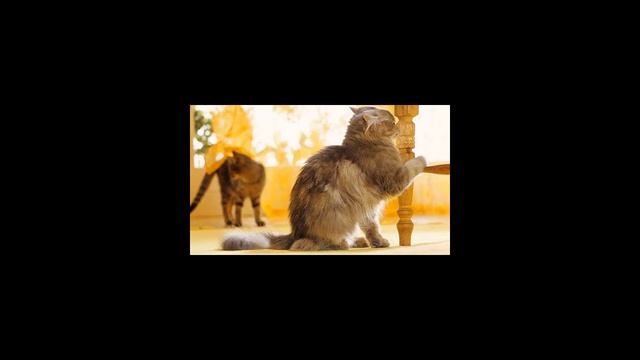 Как отучить кота метить территорию?