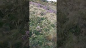 Цветы 💐 медоносы в сентябре месяце.