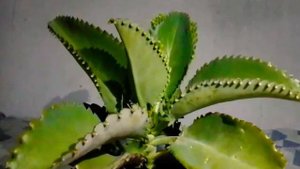 kalanchoe laetivirens! (cuidados)🌱