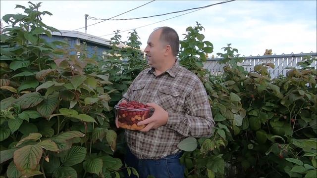Огородничество #51 - Собираем урожай малины выращенной на Аляске. Вкусная органическая ягода смотреть онлайн