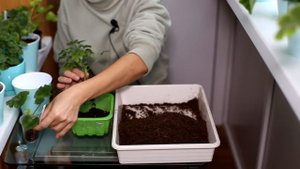 Уход за черенками пеларгонии. Пересадка новых черенков. Чем подкармливать и когда обрезать?