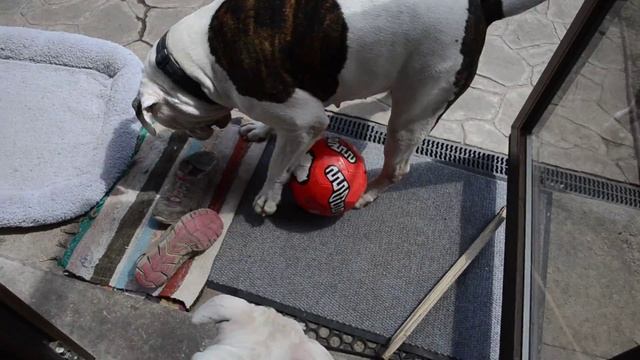 Щенки американского бульдога. Аврора! смотреть онлайн