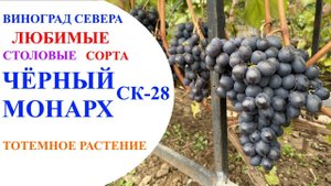 Виноград Чёрный монарх СК-28 в северном Подмосковье.Тотемное растение моего виноградника