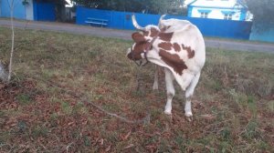 Что делать если корова бодается, а если  лягается?