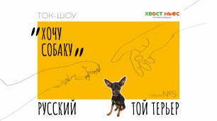 Ток-шоу «Хочу собаку». Русский той терьер: хрупкость породы и кому она больше подходит?