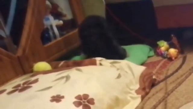 Почему собака кусается: 7 причин
