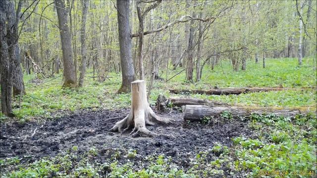 Фотоловушка. Орловское полесье смотреть онлайн