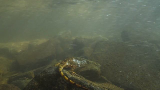 Anolis Lizard Rebreathing Vignette смотреть онлайн
