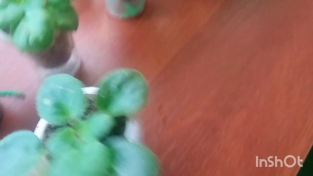 ФИАЛКИ ПО 100Р смотреть онлайн