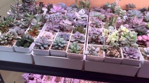 Обзор суккулентов и кактусов 11.04.2023 #суккуленты суккуленты #кактусы #растения