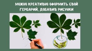 Как сделать гербарий