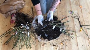 Питомник роз ROSESMOL. Розы СЕРГЕЯ ОВЧАРОВА. Обзор саженцев роз. Сорта и названия роз. Розы 2021 !!