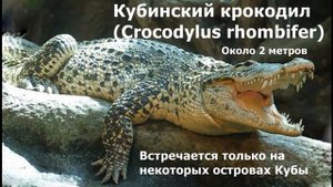 ОТРЯД КРОКОДИЛЫ
