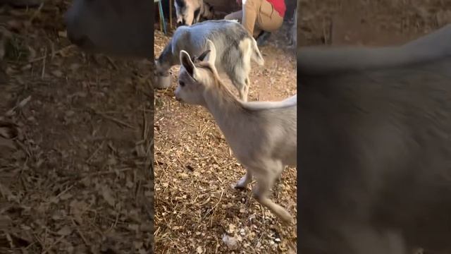 Козанутые часть 2 ) привезли подружек Глаше #коза, #козанутые смотреть онлайн