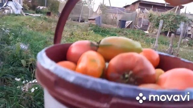 Что в теплицах#сбор томатов. смотреть онлайн