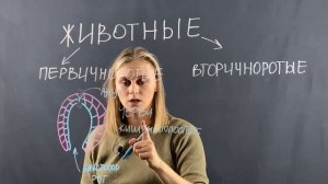 Первичноротые и вторичноротые животные