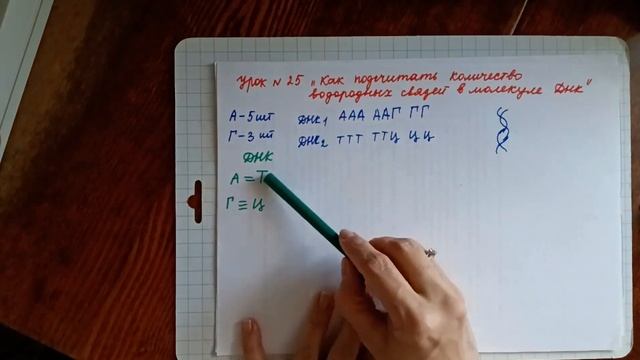 урок 25 "Как подсчитать количество водородных связей в молекуле ДНК" смотреть онлайн