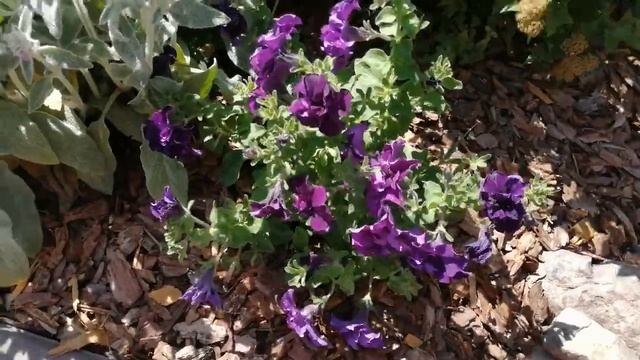 Мой сад! Что цветёт 10 июля!? смотреть онлайн