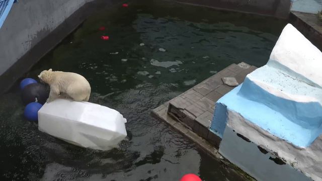 Представление в бассейне с участием Герды, Белки и Стрелки. Часть 1. 03.08.2023 смотреть онлайн