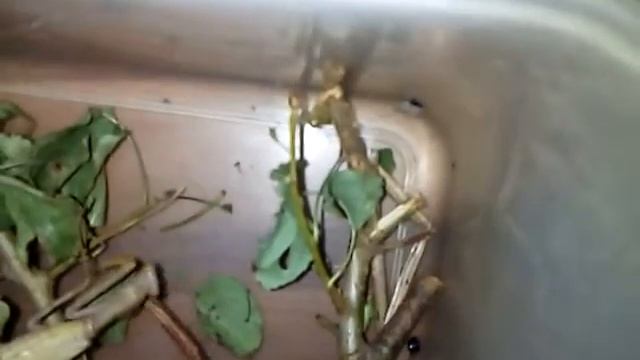 Кормление Богомола.