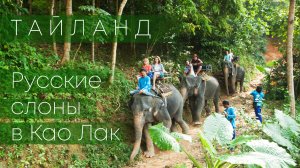 Таких веселых Тайских слонов вы еще не видели!