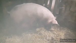 СКОЛЬКО ХОДИТ СВИНЬЯ БЕРЕМЕННОЙ!