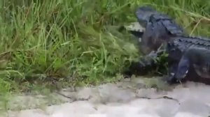Крокодил пытается съесть черепаху