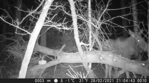 Лось объедает осину