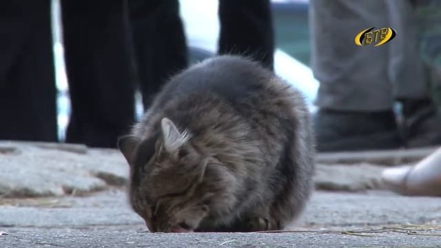 Осторожно – бродячие собаки! смотреть онлайн