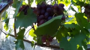 Зачем я выращиваю Ризамат