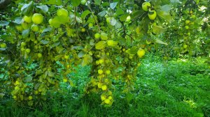 🌻Прогулка по посёлку Большое Исаково (до 1946 года — Лаут, нем. Lauth) ,🌳 ЖК Город Мастеров.🤗🌸