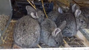 Кроликам 1 месяц