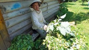 Пчеловодство №106 Начало основного медосбора.