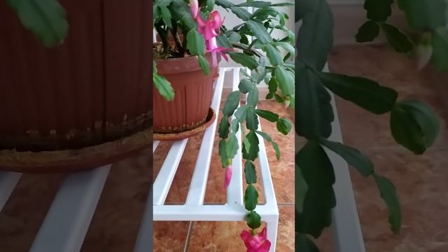 new красный зигокактус декабрист / cactus