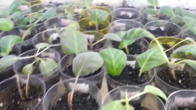 Люминесцентный свет для цветов 3250 люменов