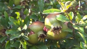 Дикий гранат в Испании на улице, фрукты Испании