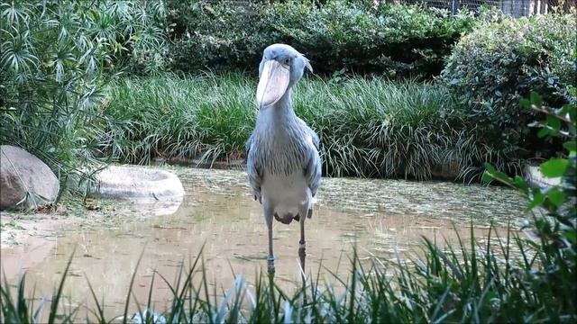 Китоглав - королевская цапля смотреть онлайн