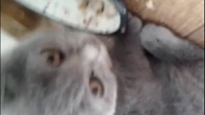 Мурчик и Сонька