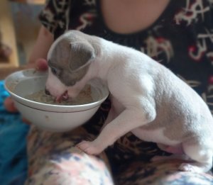 Щенки уиппета племенного питомника EDELEN.